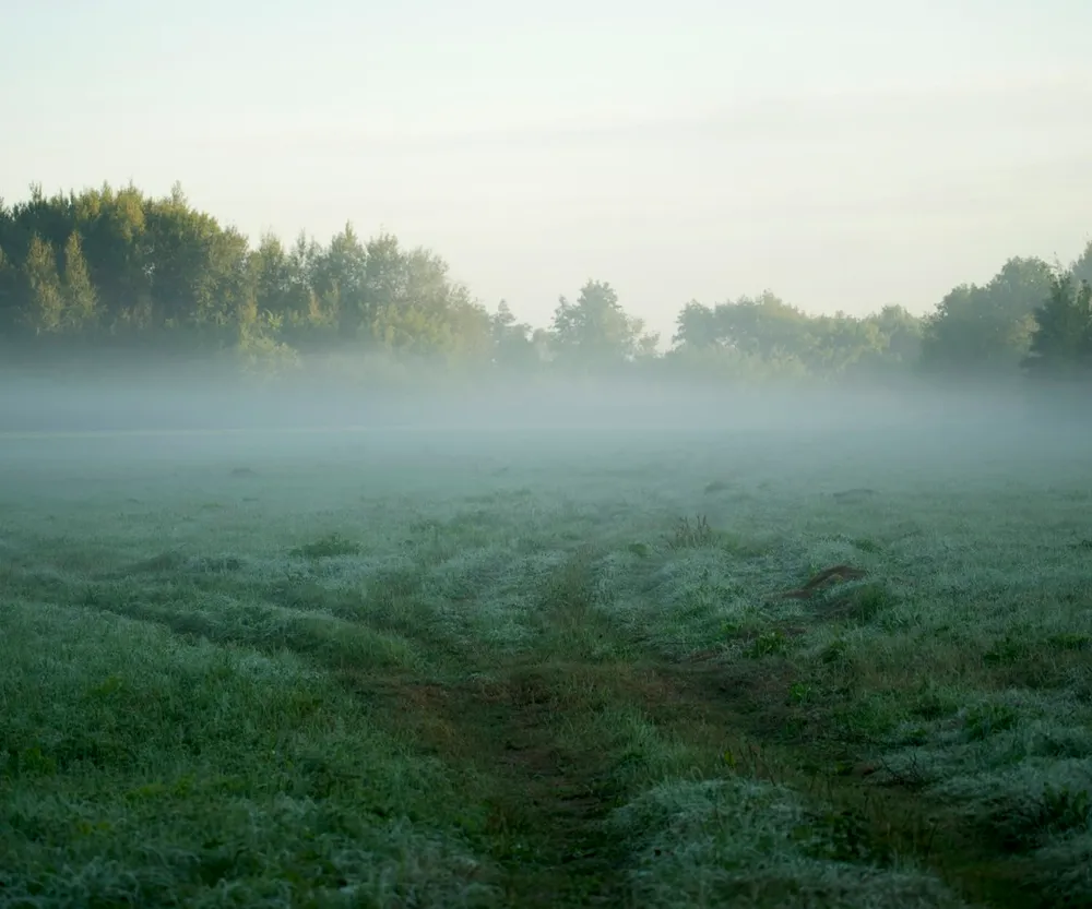A misty green field at dawn